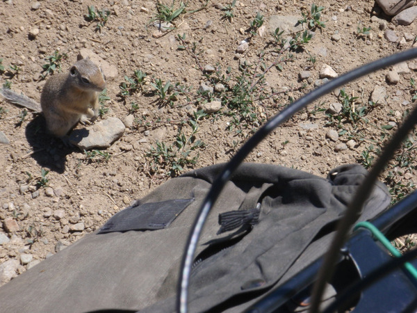 this little critter suddenly appeared to check us out.